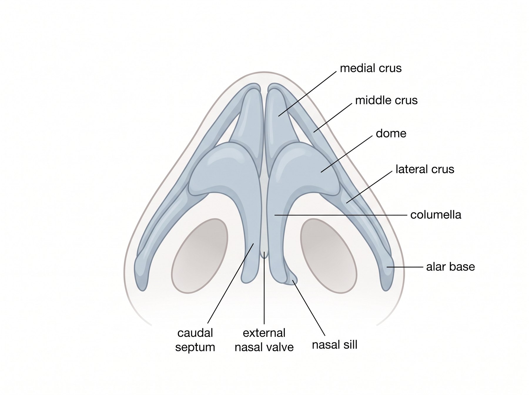 Basal view of the tip: medial, middle and lateral crura, domes, columella, alar bases, external nasal valve