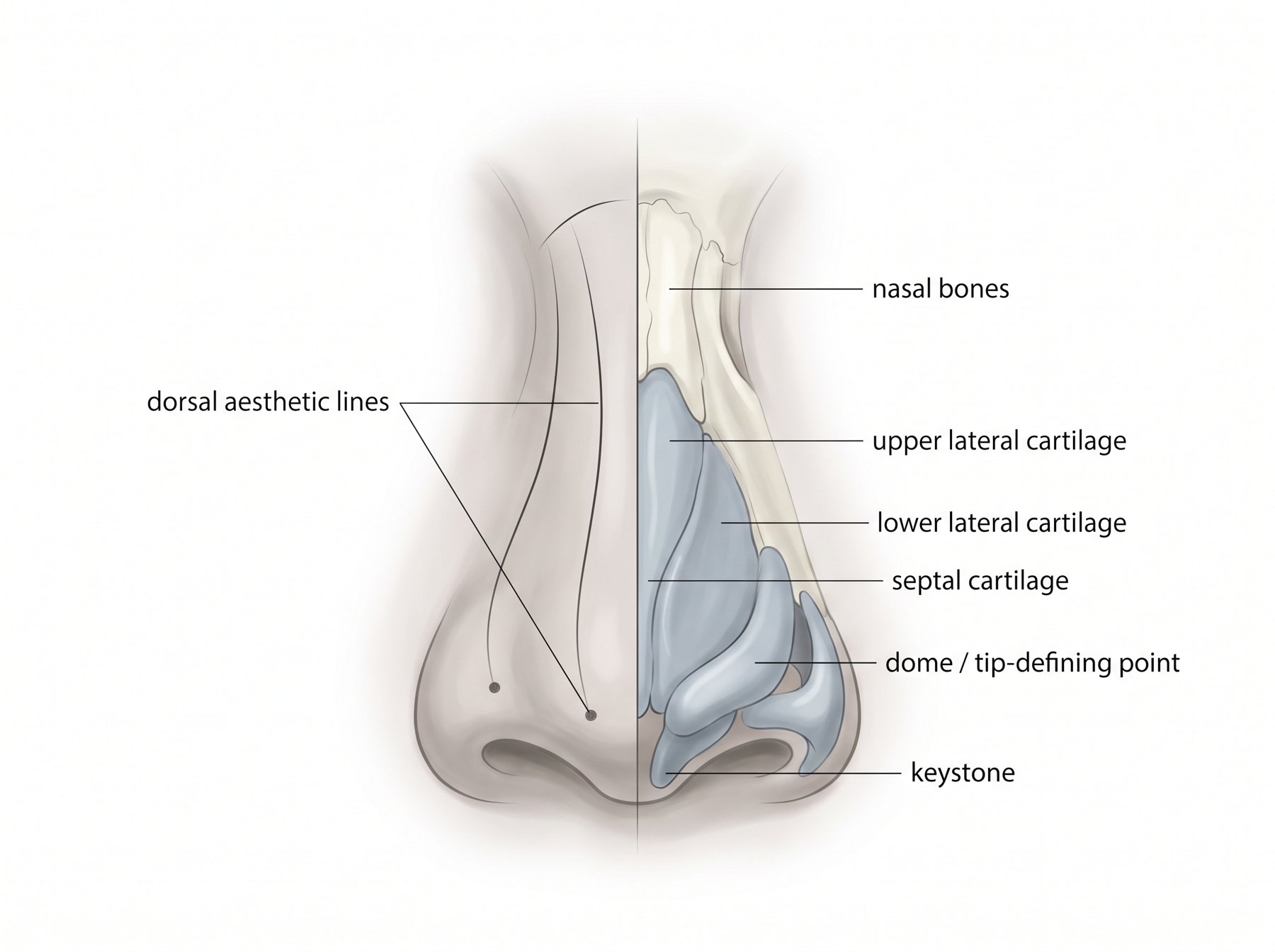Frontal view: dorsal aesthetic lines over the nasal bones, upper and lower lateral cartilages
